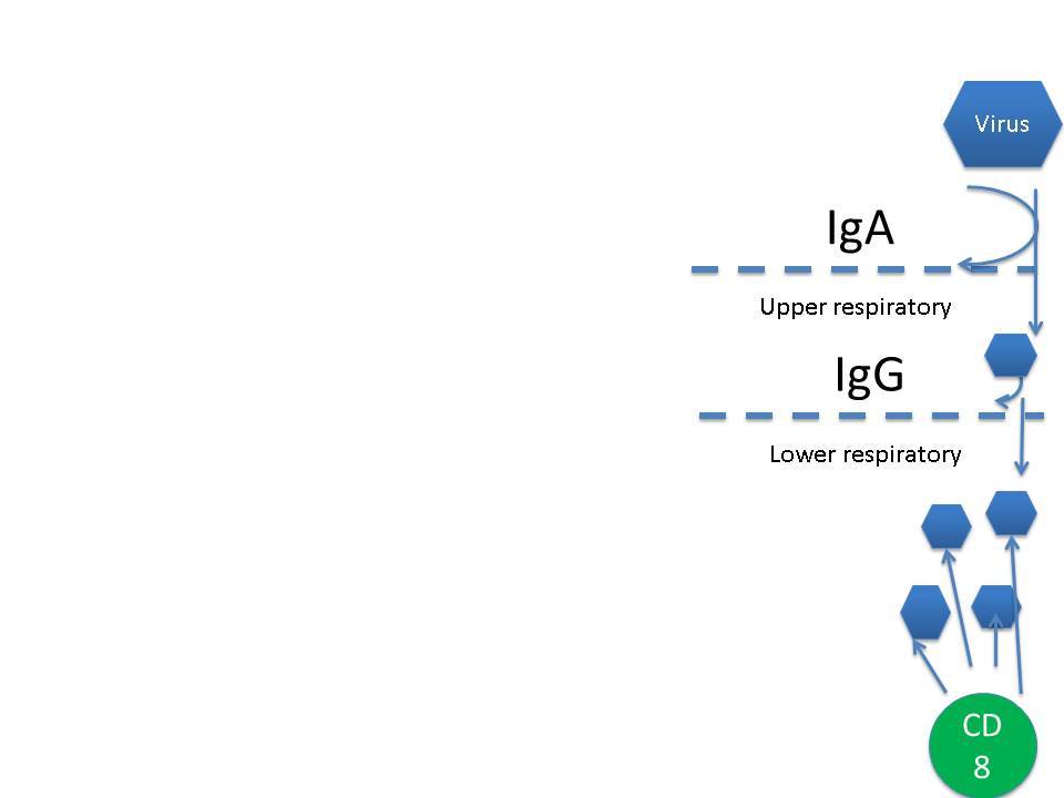 What actually prevents viral lung infection?